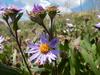 Symphyotrichum foliaceum image
