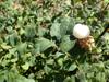 Symphoricarpos albus var. laevigatus image