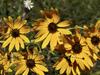 Helianthus angustifolius image