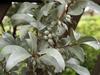 Elaeagnus commutata image
