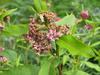 Asclepias syriaca image