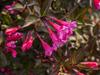 Weigela florida image