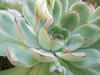 Echeveria pulidonis image