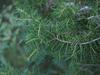 Juniperus rigida image