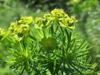 Euphorbia cyparissias image