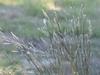 Andropogon ternarius image