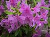 Rhododendron yedoense image