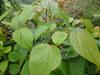 Hovenia dulcis image