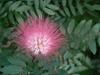 Calliandra surinamensis image