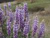 Lupinus albifrons image