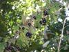 Ribes aureum var. villosum image