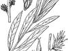 Salix humilis var. tristis image