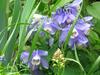 Aquilegia flabellata image
