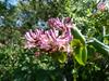 Lonicera hispidula image