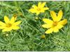 Helianthus salicifolius image