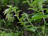 Lithospermum onosmodium image