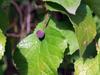 Celtis reticulata image
