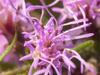 Liatris pycnostachya image