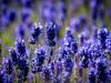 Lavandula angustifolia image