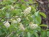 Prunus virginiana var. demissa image