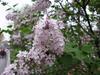 Syringa oblata image