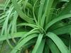 Agave bracteosa image