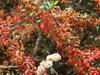 Berberis nevinii image