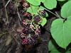 Aralia racemosa image