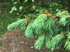 Pseudotsuga menziesii var. glauca image