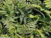 Dryopteris championii image