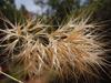 Bromus rubens image