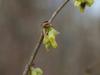 Corylopsis coreana image