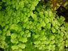 Adiantum capillus-veneris image