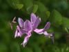 Indigofera kirilowii image