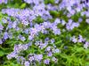 Phlox divaricata subsp. laphamii image