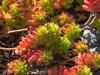 Sedum ×rubrotinctum image