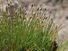 Eleocharis parvula image