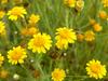 Thymophylla pentachaeta var. belenidium image