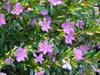 Cuphea hyssopifolia image