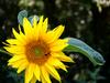 Helianthus annuus image