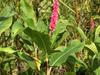 Persicaria amphibia var. emersa image