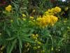 Solidago sempervirens image