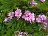 Indigofera decora image