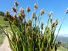 Carex praegracilis image