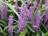 Liriope muscari image