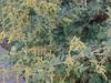 Atriplex lentiformis subsp. breweri image