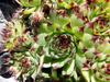 Sempervivum tectorum image