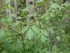 Acer glabrum var. douglasii image