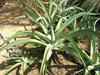 Agave vilmoriniana image