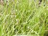 Carex tetanica image